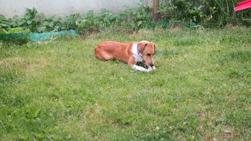 Pies na trawniku